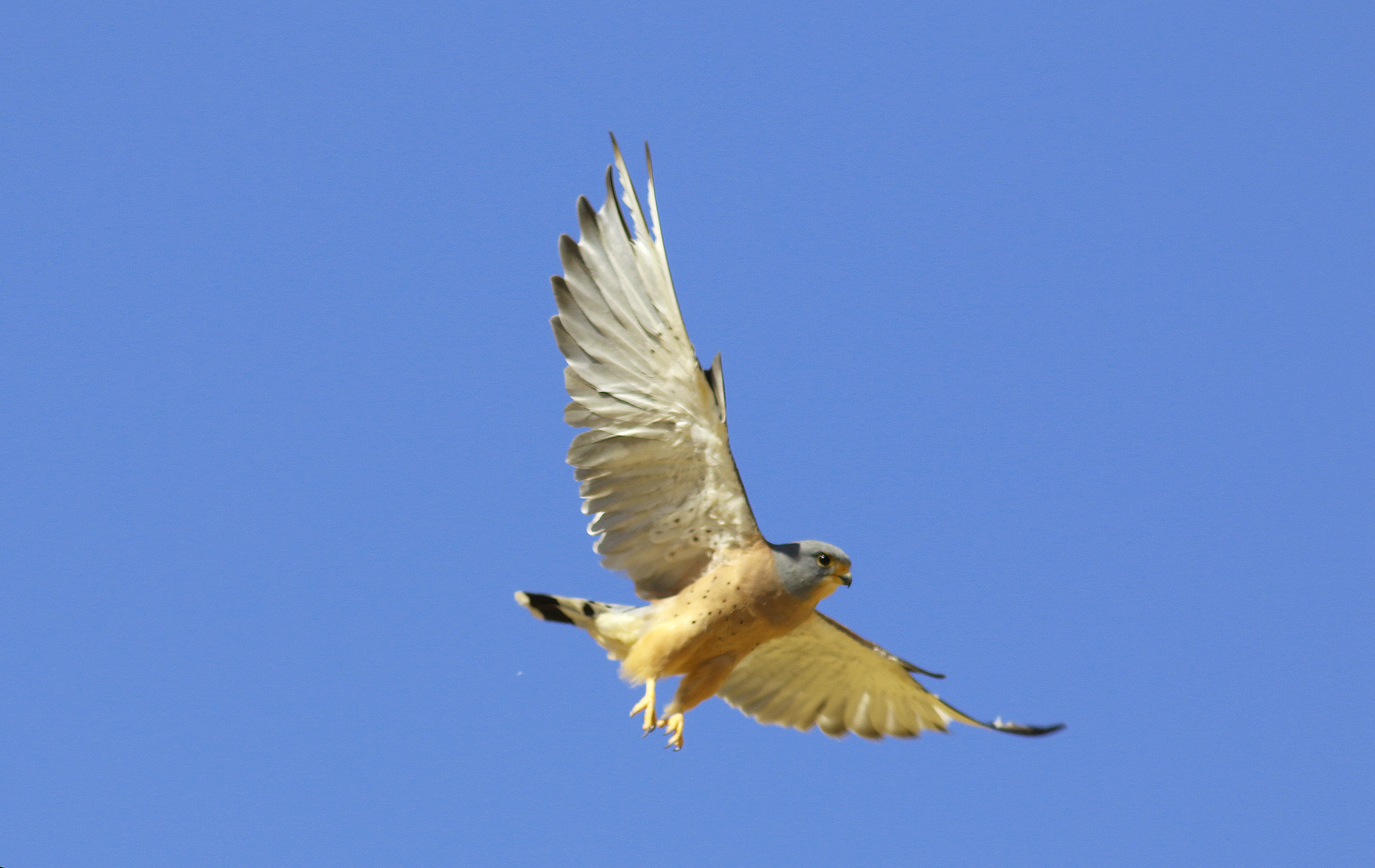 Lesser Kestrel